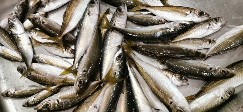 年間240万円生活をしていた頃の海釣りで釣った鯵