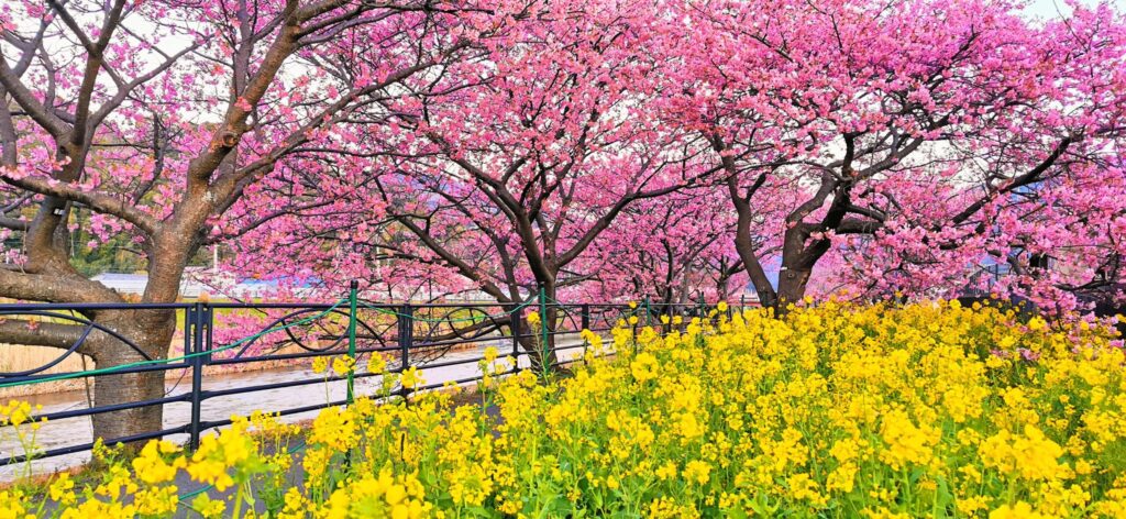 年間240万円生活をしていた頃に夫婦で楽しんだ河津桜と菜の花