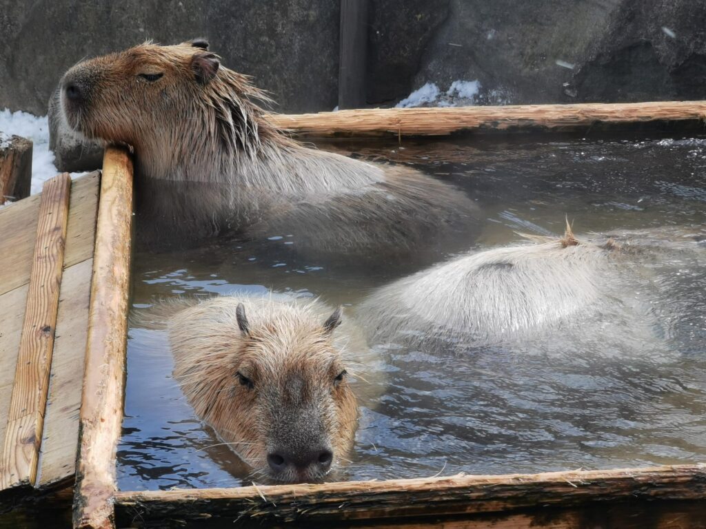 年間240万円生活をしていた頃に夫婦で訪れた動物園のカピバラ