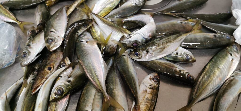 大量に釣れたアジを自宅で下処理する前の様子