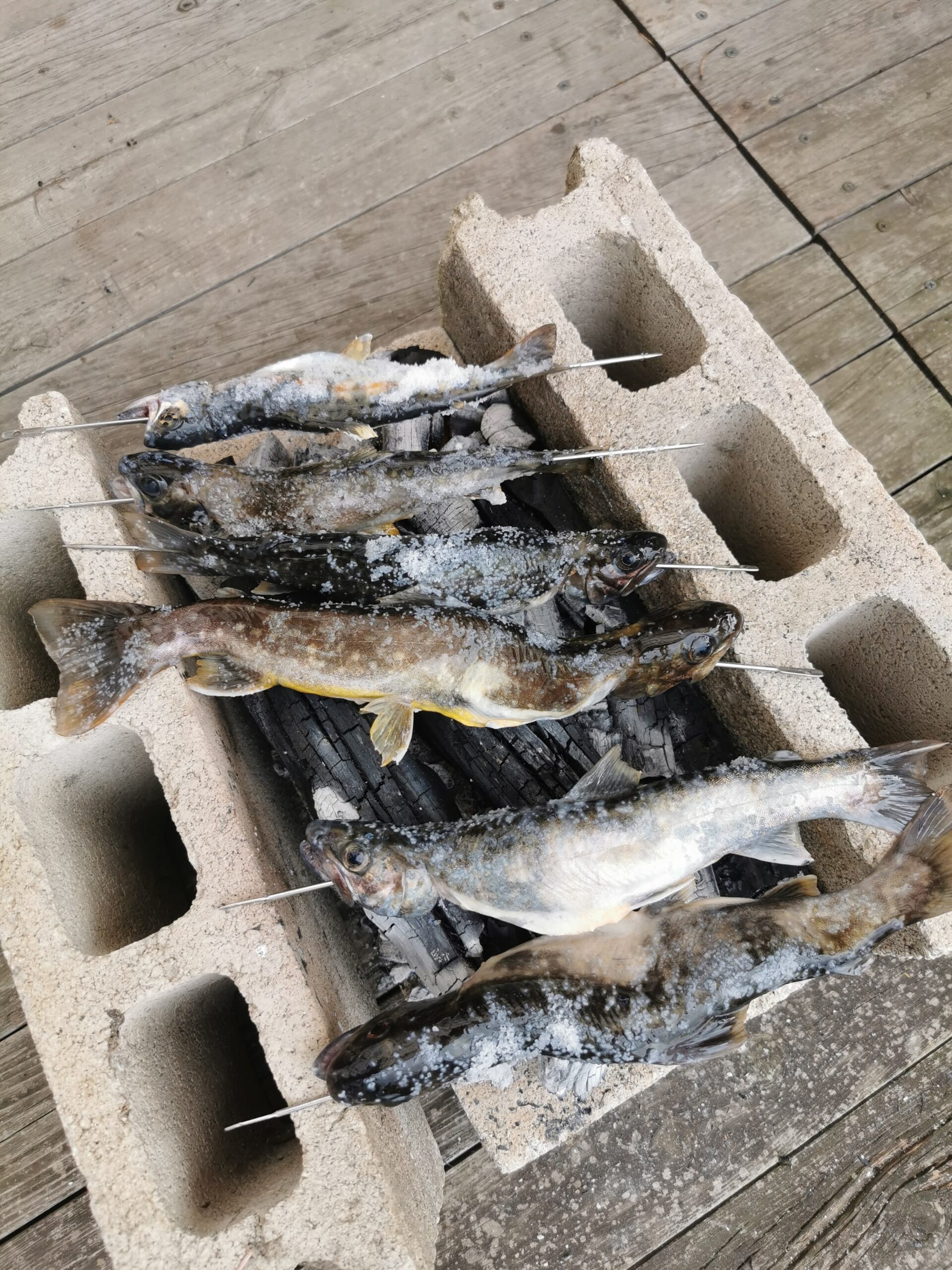 ミミズで釣ったイワナの塩焼き