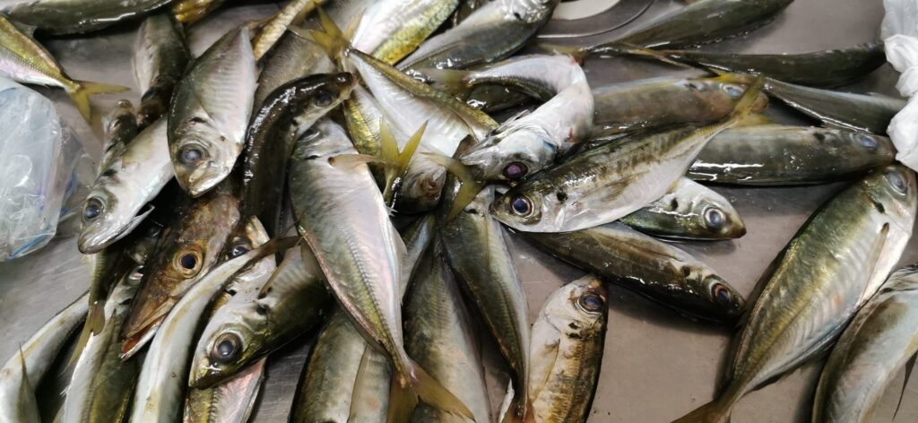 朝まずめの堤防釣りで釣ったアジ