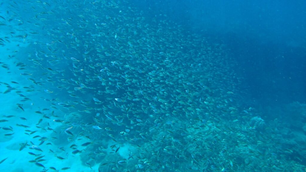 フーコック島のシュノーケリングで見た海中の魚の群れ