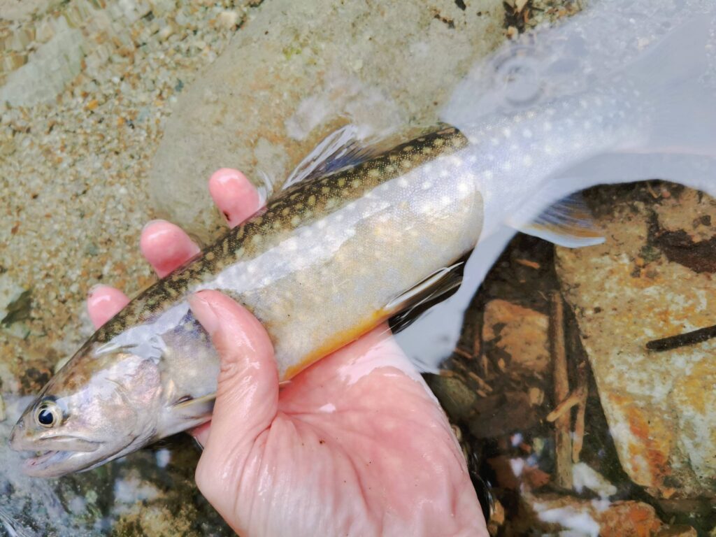 渓流で釣れた白や黄色の斑点を持つイワナ