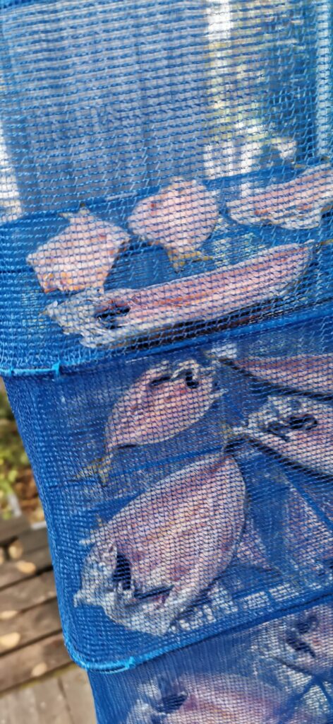 釣ったアジを干し網で自家製干物にしている様子