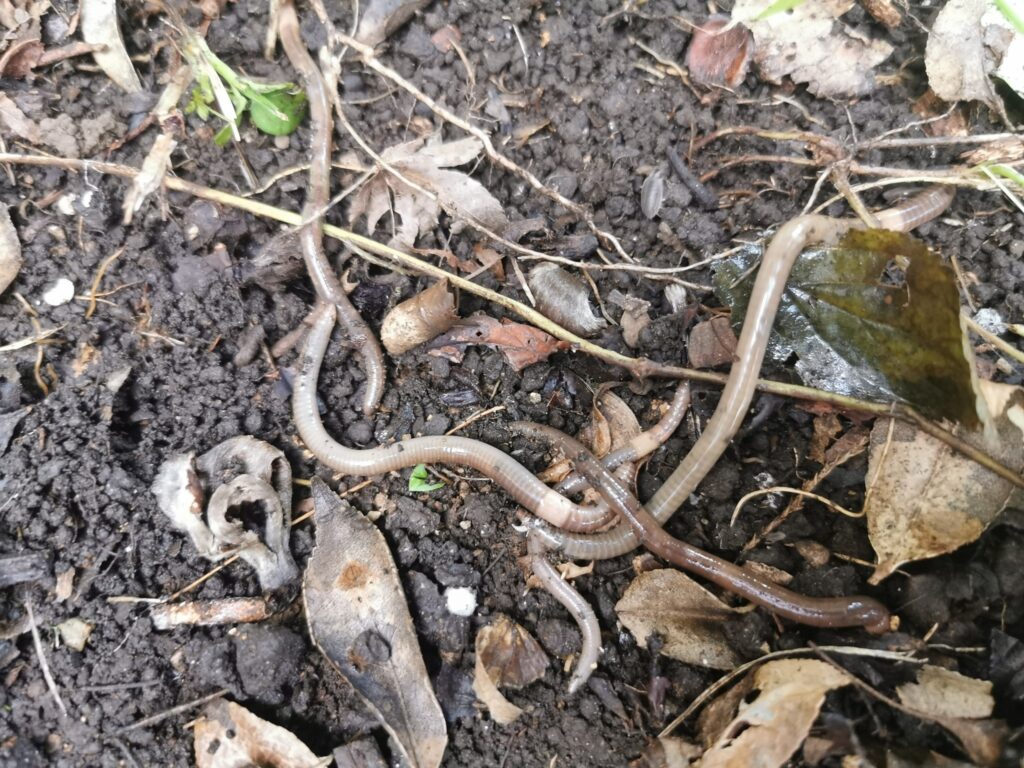 庭の土から見つけた渓流釣り用のドバミミズ