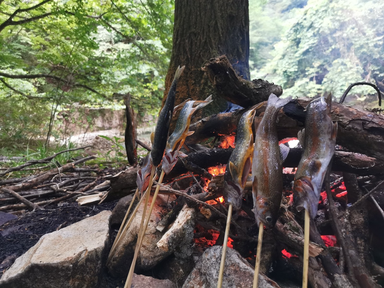 源流キャンプの焚き火でイワナを塩焼きにしている様子